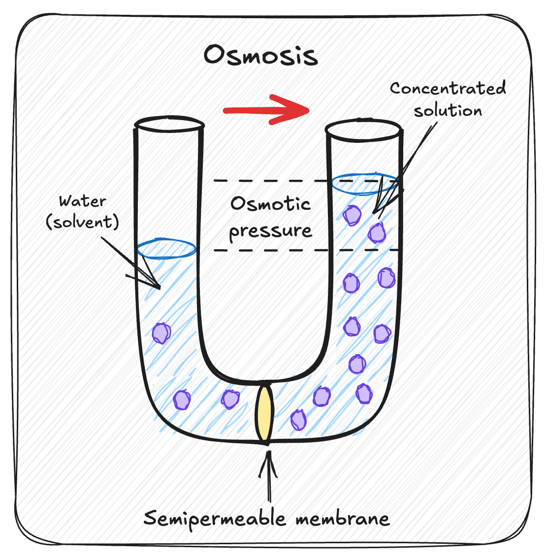 osmosis diagram