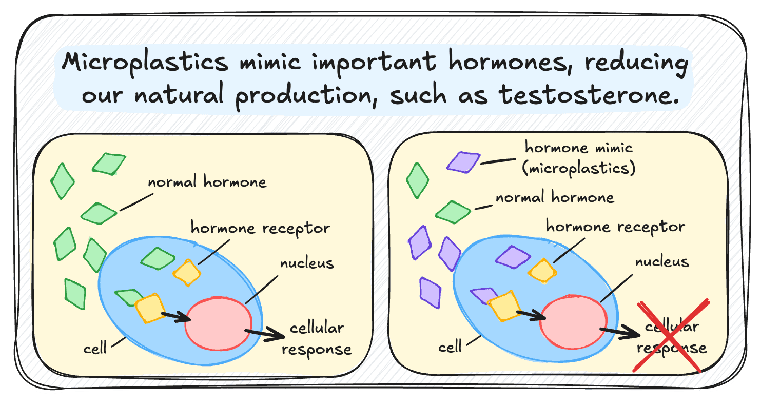 endocrine disruption from microplastics diagram