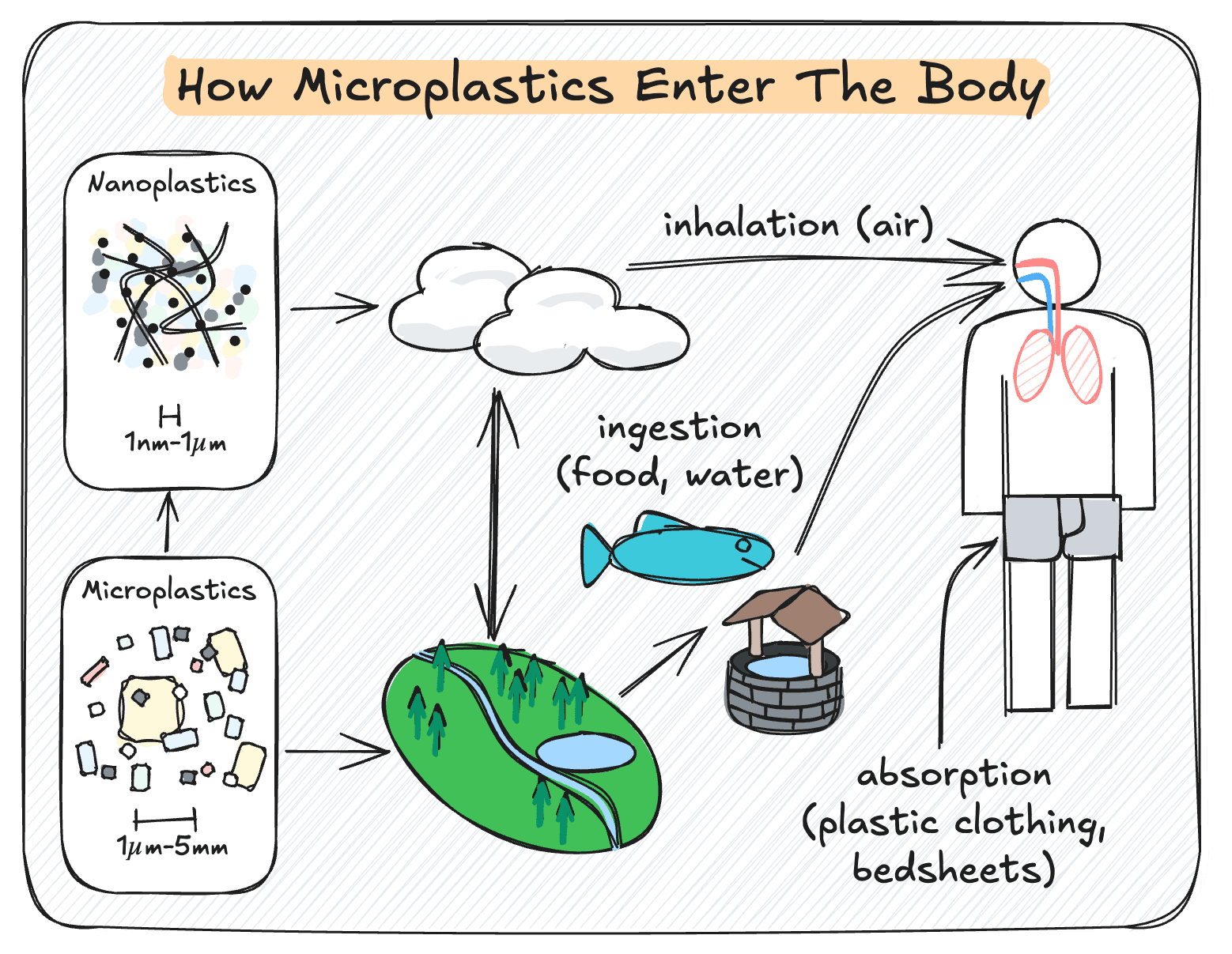 how microplastics enter the body diagram